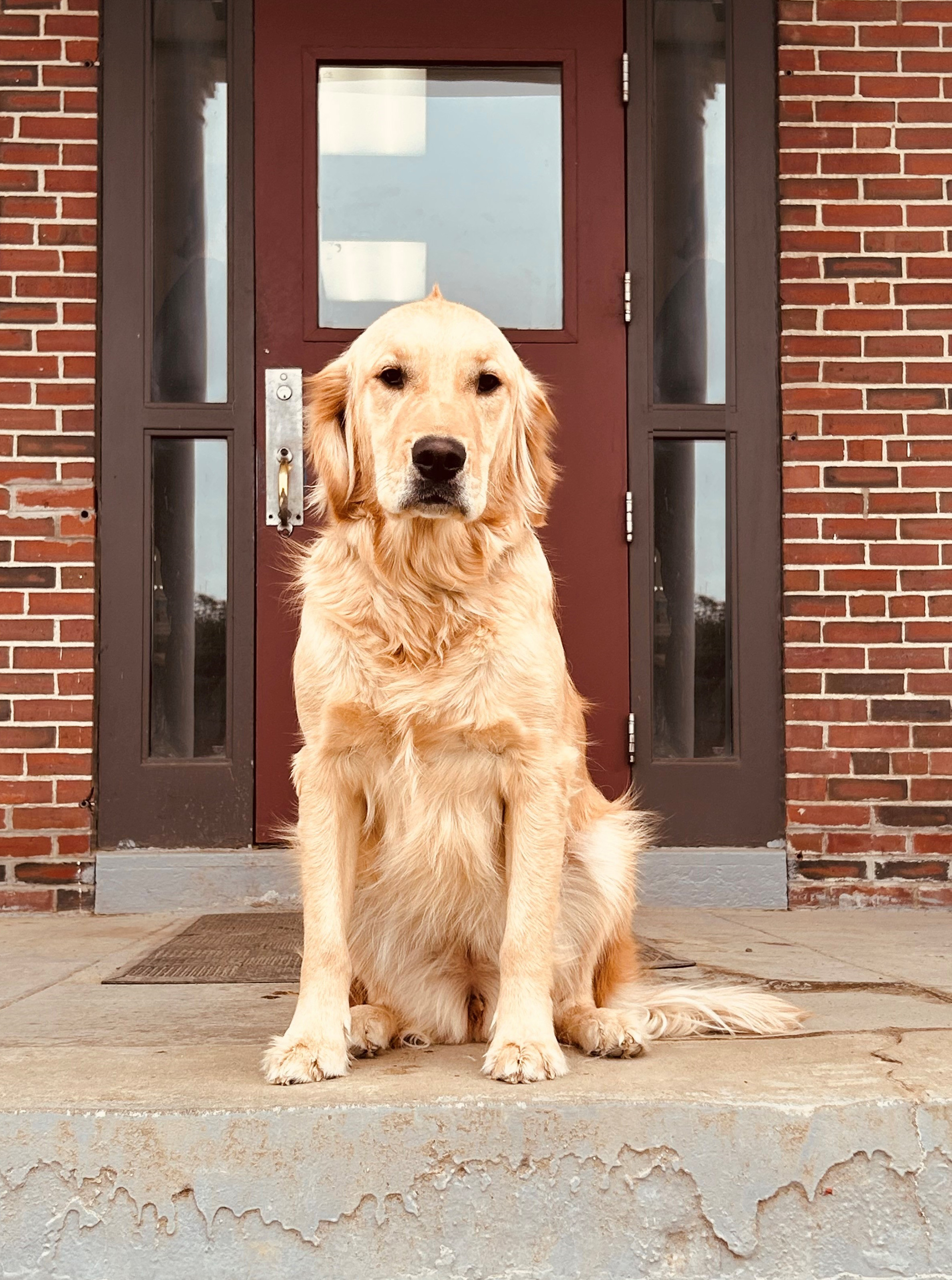 Mission Working Dogs Insurance